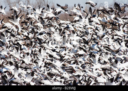 Zehntausende von kanadischen Schneegänse nehmen Flug im ländlichen Nebraska 3 11 2008 Stockfoto