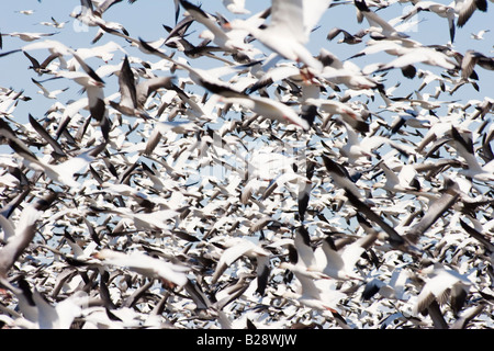 Zehntausende von kanadischen Schneegänse nehmen Flug im ländlichen Nebraska 3 11 2008 Stockfoto