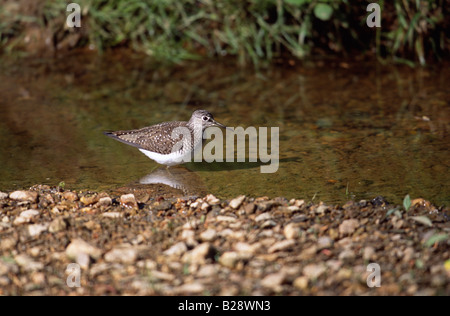 Einsame Sandpiper (Tringa Solitaria) an den Ufern des Stroms Stockfoto