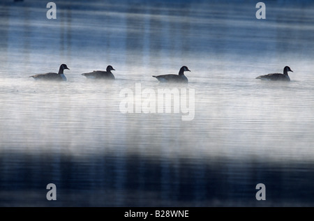 Kanadagans (Branta Canadensis) auf dem Wasser schwimmen durch Dunst Stockfoto