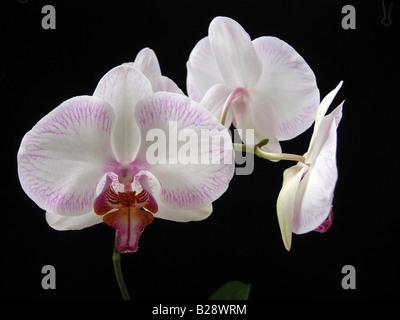 Phaleanopsis Plps Newberry Parfait Picotee Stute Stockfoto