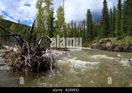 Wilder Fluss im Frühling, Kananaskis Country, Alberta Stockfoto