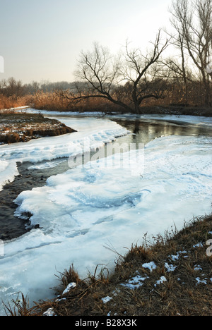 Baum am Ufer des Flusses Winter gefrorene Küste des Flusses Stockfoto