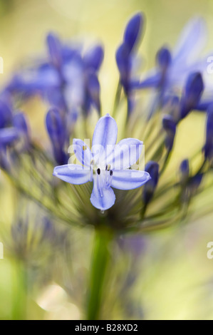 Agapanthus. Afrikanische Blaue Lilie im Morgenlicht Stockfoto