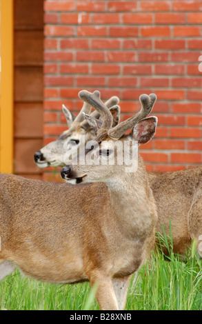 Zwei junge Maultierhirsche Männchen in einem Hinterhof eines Hauses in Asilomar Kalifornien Stockfoto