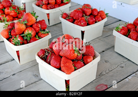 Frisch gepflückt Erdbeeren auf einem Bauernhof stand Stockfoto