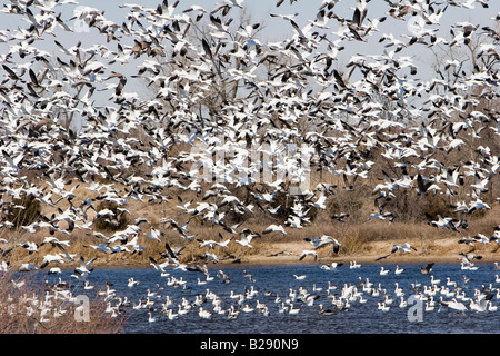 Zehntausende von kanadischen Schneegänse nehmen Flug im ländlichen Nebraska 3 11 2008 Stockfoto