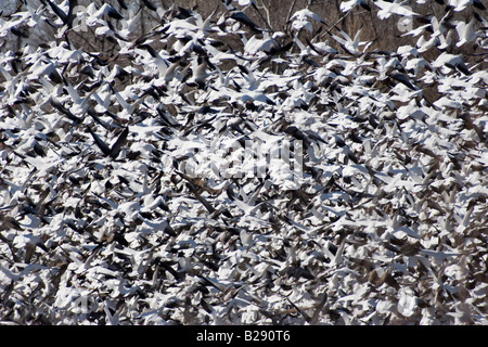 Zehntausende von kanadischen Schneegänse nehmen Flug im ländlichen Nebraska 3 11 2008 Stockfoto