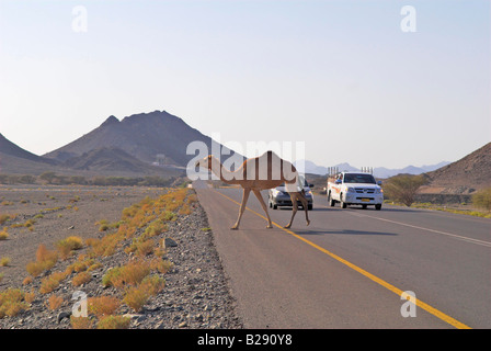 Kamel überquert die Straße Wahiba Sands Datum 12 03 2008 Ref ZB917 111153 0033 obligatorische CREDIT Welt Bilder Photoshot Stockfoto