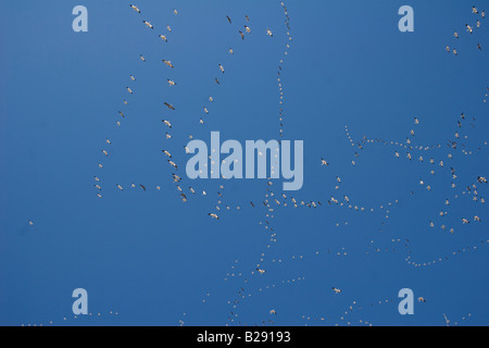 Zehntausende von kanadischen Schneegänse fliegen in Formation Overhead im ländlichen Nebraska 3 11 2008 Stockfoto