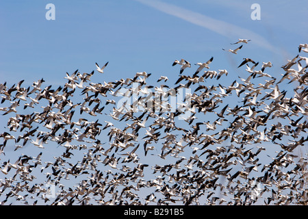 Zehntausende von kanadischen Schneegänse nehmen Flug im ländlichen Nebraska 3 11 2008 Stockfoto