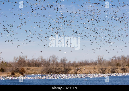 Zehntausende von kanadischen Schneegänse nehmen Flug im ländlichen Nebraska 3 11 2008 Stockfoto