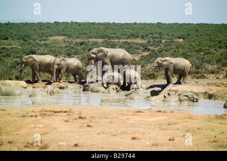 Addo Elephant National Park Garden Route Süd Afrika Ref WP TARU 000661 0015 obligatorische CREDIT Welt Bilder Photoshot Stockfoto