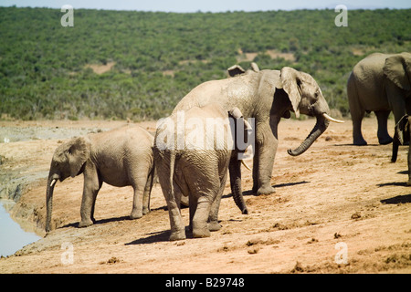 Addo Elephant National Park Garden Route Süd Afrika Ref WP TARU 000661 0017 obligatorische CREDIT Welt Bilder Photoshot Stockfoto