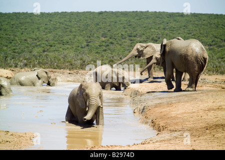 Addo Elephant National Park Garden Route Süd Afrika Ref WP TARU 000661 0020 obligatorische CREDIT Welt Bilder Photoshot Stockfoto