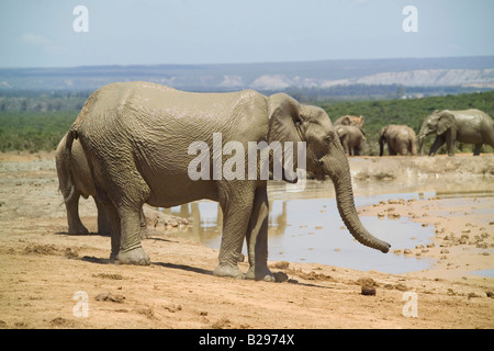 Addo Elephant National Park Garden Route Süd Afrika Ref WP TARU 000661 0028 obligatorische CREDIT Welt Bilder Photoshot Stockfoto