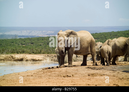 Addo Elephant National Park Garden Route Süd Afrika Ref WP TARU 000661 0032 obligatorische CREDIT Welt Bilder Photoshot Stockfoto