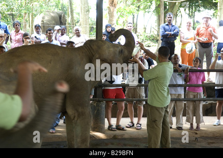 Baby-Elefanten beim Pinnewala Waisenhaus Sri Lanka Stockfoto