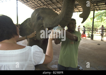 Baby-Elefanten beim Pinnewala Waisenhaus Sri Lanka Stockfoto