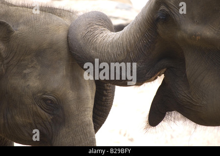 Baby-Elefanten beim Pinnewala Waisenhaus Sri Lanka Stockfoto