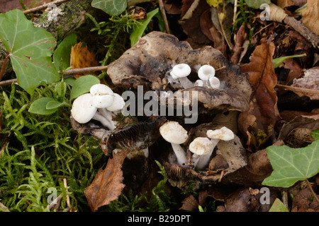 Seidige Huckepack Pilze Asterophora Parasitica am Brünierung Brittlegills ubling Nigricans UK Stockfoto