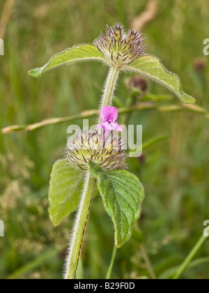 Wildes Basilikum Clinopodium Vulgare (Lamiaceae) Stockfoto