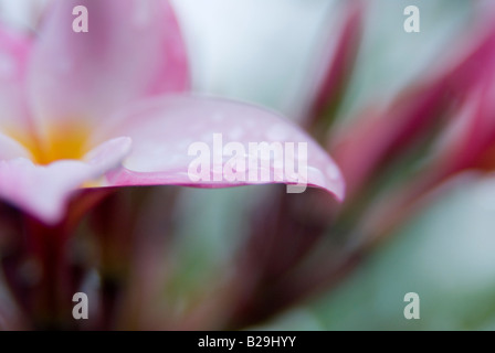 Makroaufnahme von Plumeria gemeinsame Name der Plumeria Frangipani Blume in Hawaii dient zur Leis Stockfoto