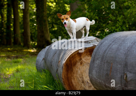 Jack Russell Terrier Stockfoto