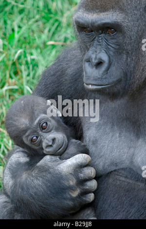 Westlicher Flachlandgorilla Stockfoto