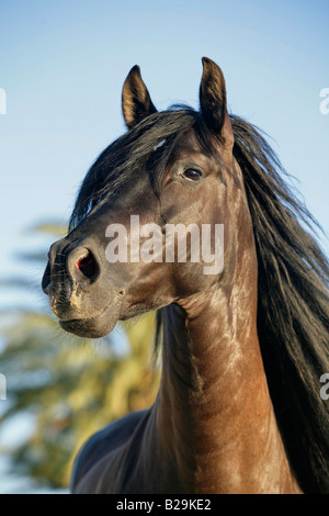 Andalusier Stockfoto