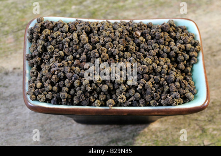 Medizinisches Evodia Obst / Wu Zhu Yu Stockfoto