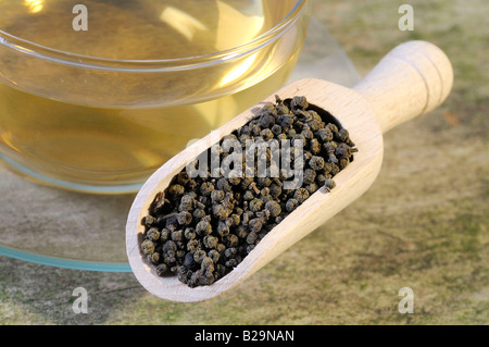 Medizinisches Evodia Obst / Wu Zhu Yu Stockfoto