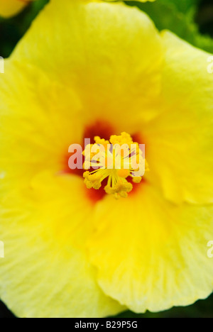 Eine Makroaufnahme einer gelben Hawaii Hibiskus Hibiscus Brackenridgei. Stockfoto