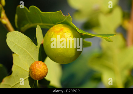 Kirsche Gall Stockfoto