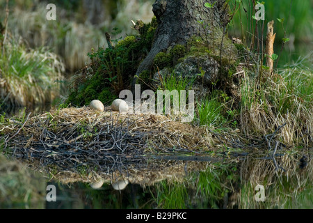 Kranich Stockfoto