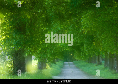 Rosskastanie avenue Stockfoto