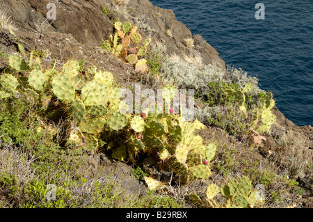 Indische Feigen Opuntia Stockfoto