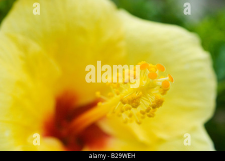 Eine Makroaufnahme einer gelben Hawaii Hibiskus Hibiscus Brackenridgei. Stockfoto