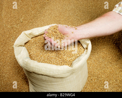 eine Handvoll Weizen, Weizen in einer Tasche, mehr Weizen hinter Stockfoto