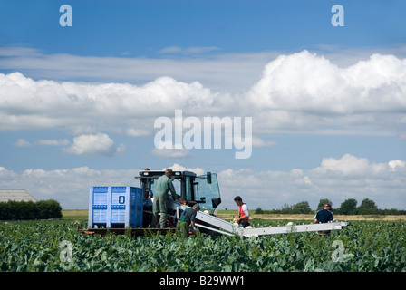 Blumenkohl-Ernte im Juli. Niederlande Stockfoto