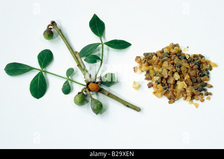 Abessinier Myrrhe Abyssinica), Zweig mit Blättern, Zweig