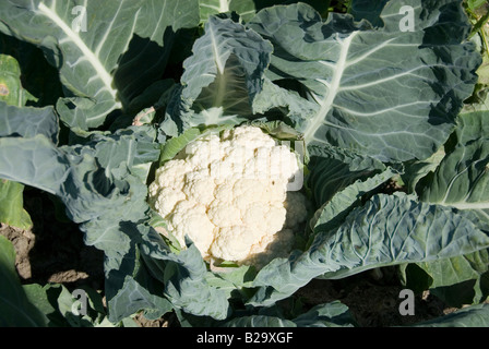 Der Leiter der Blumenkohl während der Ernte im Juli. Niederlande Stockfoto