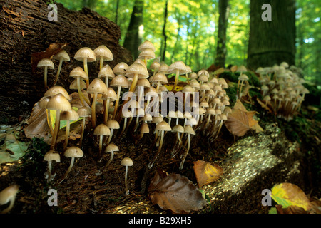 Gruppierte Bonnet (Mycena Inclinata) auf zerfallenden Holz Stockfoto