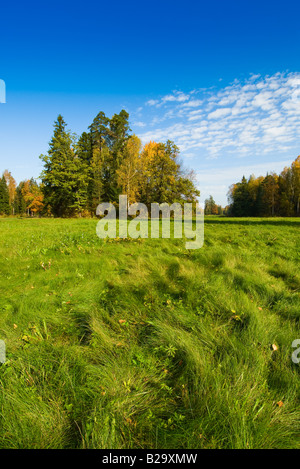 blauer Himmel-Bäume und Rasen Stockfoto