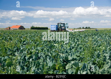 Blumenkohl-Feld bei der Ernte im Juli. Niederlande Stockfoto