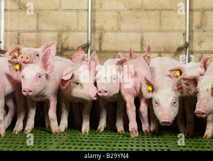 Das Leiden von Tieren, viele Ferkel in einem kleinen Schweinestall Sus scrofa domestica SCHWEINEZUCHT, Heinsberg, Deutschland, Europa Tierleid Stockfoto