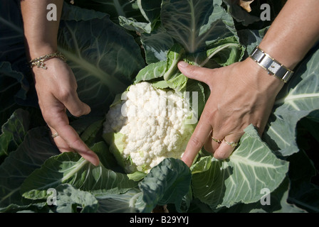 Weibliche Hände halten und zeigt den Kopf des Blumenkohls während der Ernte im Juli. Niederlande Stockfoto