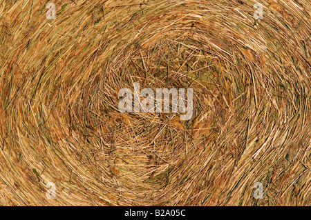 gepresste Stroh Stockfoto