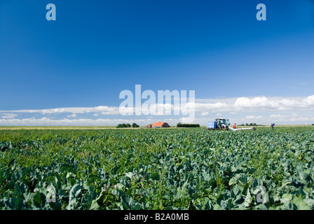 Blumenkohl-Feld bei der Ernte im Juli. Niederlande Stockfoto
