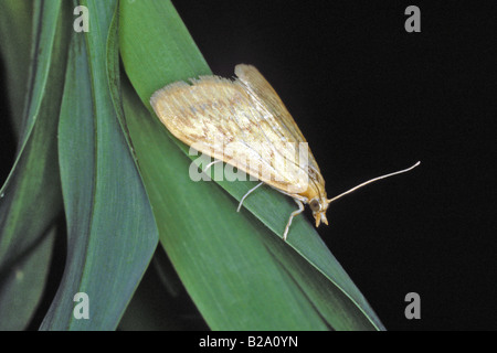 Maiszünsler (Ostrinia Nubialis, Pyraustra Nubialis) Stockfoto